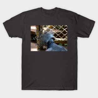 Victoria Crowned Pigeon T-Shirt